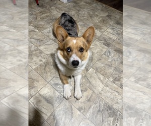 Father of the Pembroke Welsh Corgi puppies born on 03/18/2025