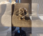 Small Photo #7 Morkie Puppy For Sale in LAKEVILLE, MN, USA