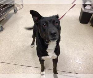 Mutt Dogs for adoption in Riverside, CA, USA