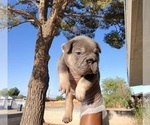 Small #5 French Bulldog