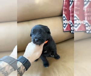 Golden Shepherd Puppy for sale in HAMILTON, TX, USA