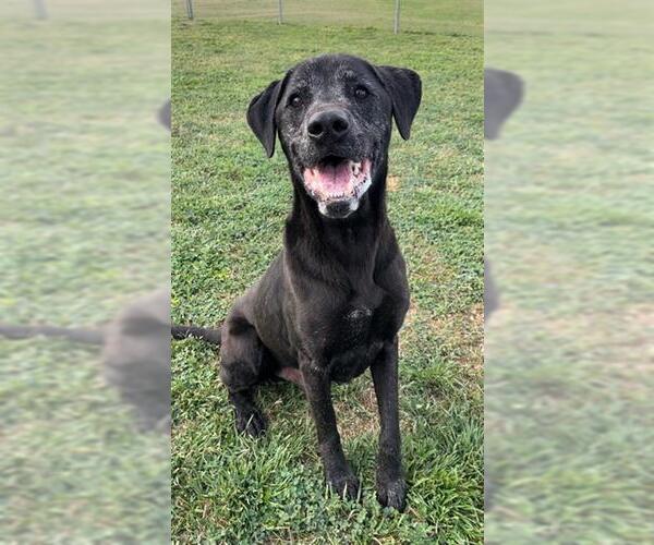 Medium Photo #2 Labrador Retriever Puppy For Sale in Rosenberg, TX, USA