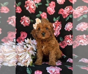Cavapoo Puppy for sale in CHRISTIANA, PA, USA