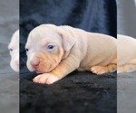 Small Photo #11 American Bully Puppy For Sale in PALMDALE, CA, USA