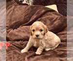 Small Photo #9 Cocker Spaniel Puppy For Sale in LAKE RIDGE, VA, USA