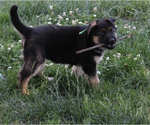 German Shepherd Dog Puppy for sale in OAK GROVE, OR, USA