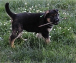 Small German Shepherd Dog