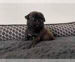 Small Photo #5 Pug Puppy For Sale in YELM, WA, USA