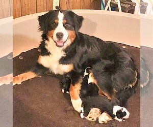 Mother of the Bernedoodle puppies born on 01/05/2021