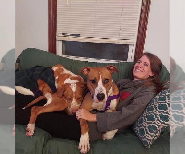 Medium Photo #3 Staffordshire Bull Terrier-Unknown Mix Puppy For Sale in Louisville, KY, USA