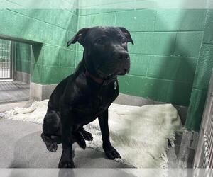 Labrador Retriever-Unknown Mix Dogs for adoption in Forestville, MD, USA