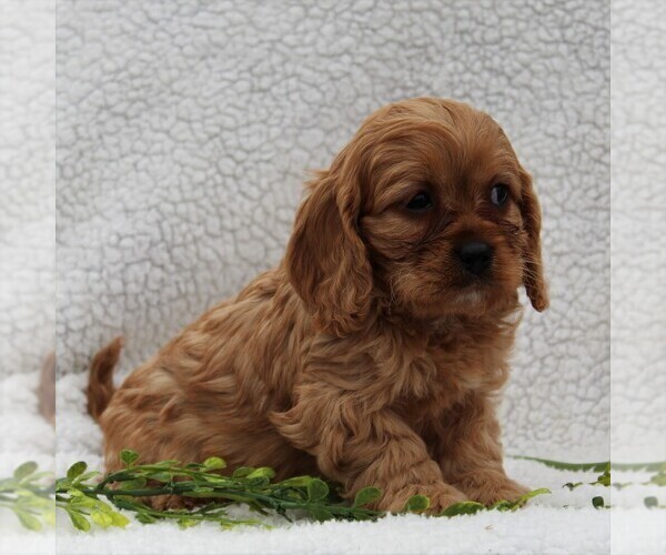 Medium Photo #5 Cavapoo Puppy For Sale in HONEY BROOK, PA, USA