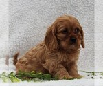 Small Photo #5 Cavapoo Puppy For Sale in HONEY BROOK, PA, USA