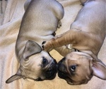 Small Photo #7 French Bulldog Puppy For Sale in SCOTTSDALE, AZ, USA