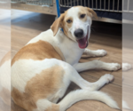 Small #2 German Shepherd Dog-Treeing Walker Coonhound Mix