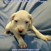 Small Photo #116 Dogo Argentino Puppy For Sale in JANE, MO, USA