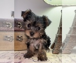Small Photo #6 Yorkshire Terrier Puppy For Sale in MARTINSVILLE, IN, USA