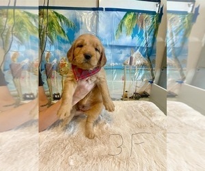 Golden Retriever-Goldendoodle Mix Puppy for Sale in LYNN HAVEN, Florida USA