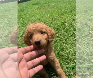 Doodle-Goldendoodle Mix Puppy for sale in SYRACUSE, NY, USA