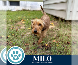 Dachshund-Unknown Mix Dogs for adoption in Kimberton, PA, USA