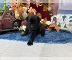 Small #5 Cane Corso