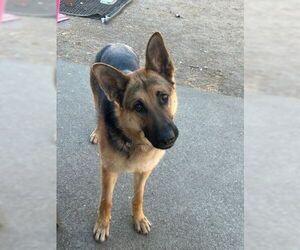 Josie C. - Female German Shepherd Dog Dog for Adoption - Photo #7