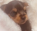 Small Photo #4 Yorkshire Terrier Puppy For Sale in W WARWICK, RI, USA