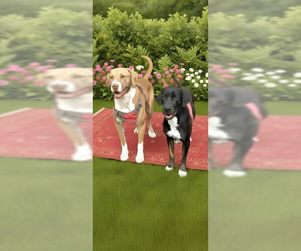 Medium Photo #8 Labrador Retriever Puppy For Sale in Weston, FL, USA