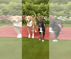 Angel & Buddy - Female Labrador Retriever Dog for Adoption - Photo #8