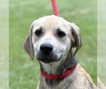 Small Labrador Retriever Mix