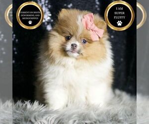 Pomeranian Puppy for sale in WARSAW, IN, USA