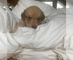 Small Photo #5 Chesapeake Bay Retriever Puppy For Sale in EASTMAN, WI, USA