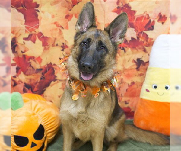 Medium Photo #1 German Shepherd Dog Puppy For Sale in Placerville, CA, USA