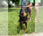 Small #2 Doberman Pinscher