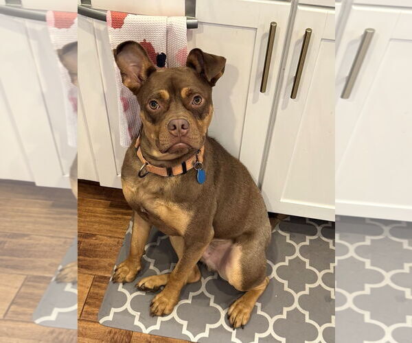 Medium Photo #1 American Staffordshire Terrier-French Bulldog Mix Puppy For Sale in Arlington, VA, USA