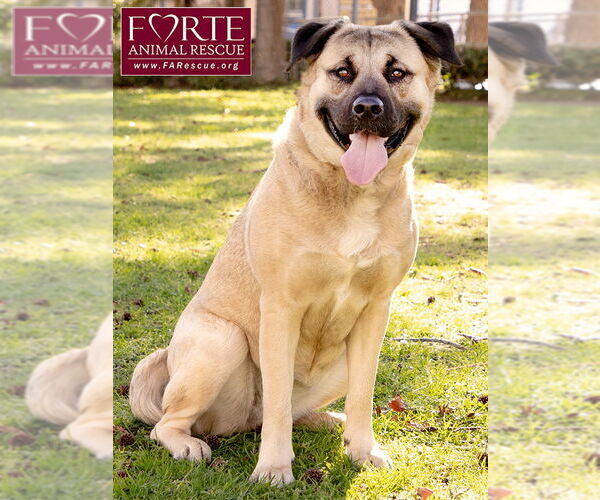 Medium Photo #9 Akita-American Staffordshire Terrier Mix Puppy For Sale in Marina del Rey, CA, USA