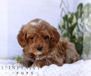 Cavapoo (Miniature) Puppy for sale in ELIZABETHTOWN, PA, USA