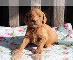 Small Photo #7 Goldendoodle (Miniature) Puppy For Sale in BLOOMINGTON, IN, USA