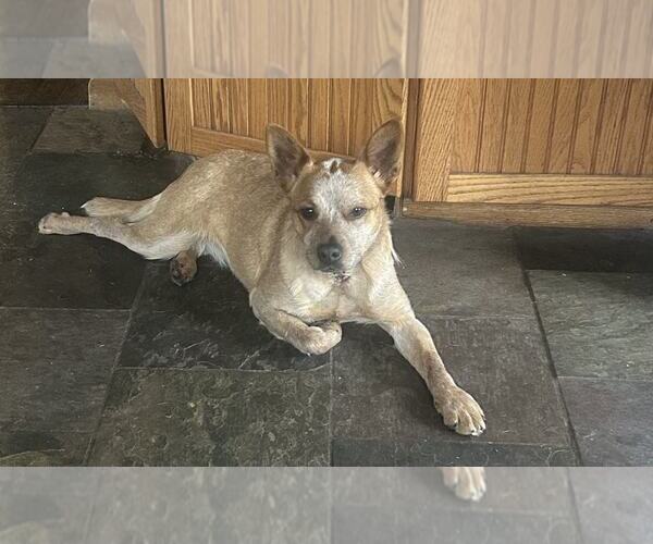 Medium Photo #3 Mutt Puppy For Sale in Highland, IL, USA