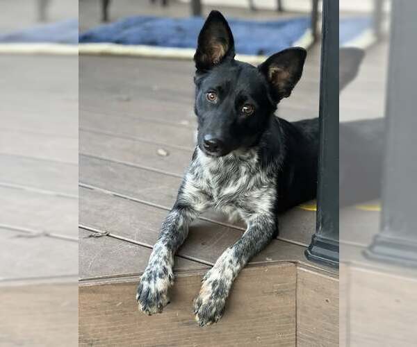 Medium Photo #2 Mutt Puppy For Sale in Belleuve, NE, USA