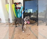 Small #6 Bulldog-Staffordshire Bull Terrier Mix