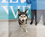 Small #1 Siberian Husky