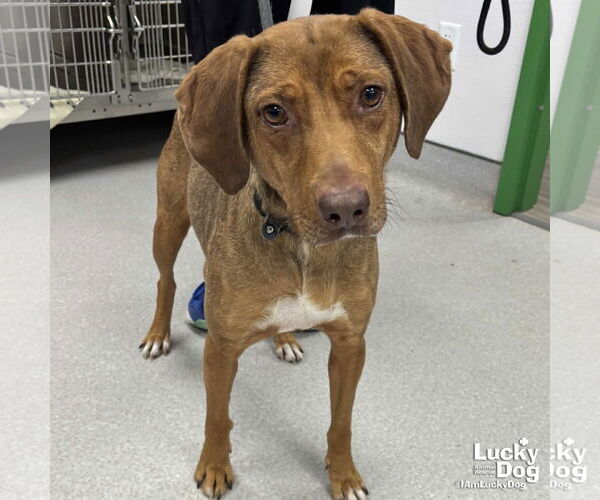 Medium Photo #1 Mutt Puppy For Sale in Washington, DC, USA