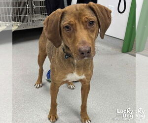 Mutt Dogs for adoption in Washington, DC, USA