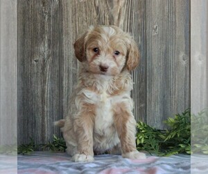 Goldendoodle-Poodle (Miniature) Mix Puppy for sale in HONEY BROOK, PA, USA