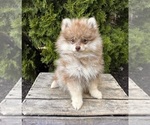Small #3 Pomeranian