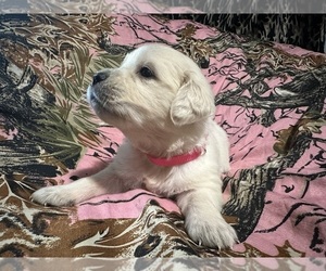 English Cream Golden Retriever Puppy for sale in MONROE, OR, USA