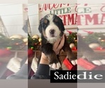 Small Photo #9 Bernese Mountain Dog Puppy For Sale in BURLINGTON, NC, USA