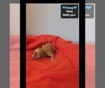 Small #2 Maltipoo (Toy)