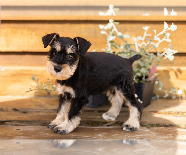 Medium Photo #4 Schnauzer (Miniature) Puppy For Sale in NAPPANEE, IN, USA